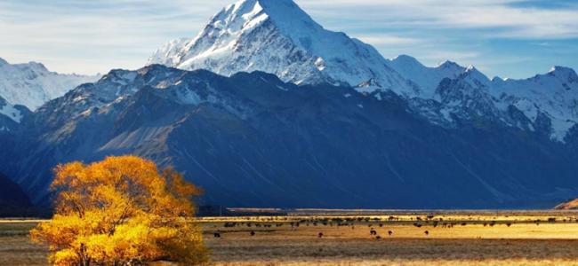 Mt Cook