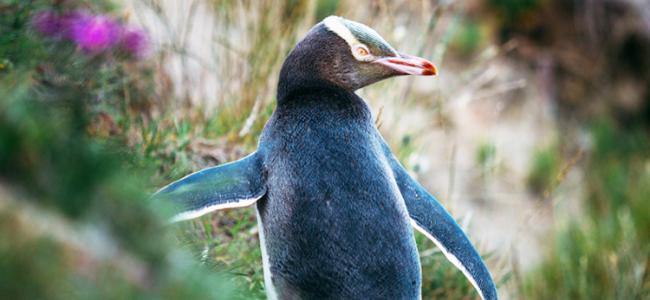 Penguins Otago