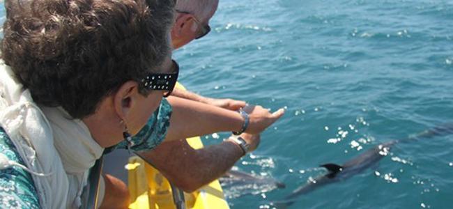 Bay of Islands dolphin tour.