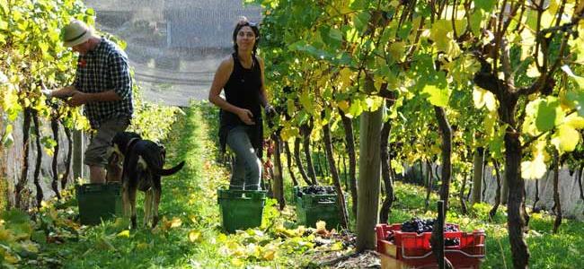 folks working on a New Zealand vineyards while wine touring New Zealand 