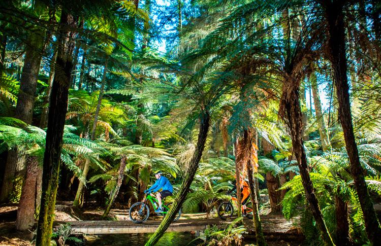 Beautiful New Zealand Forest