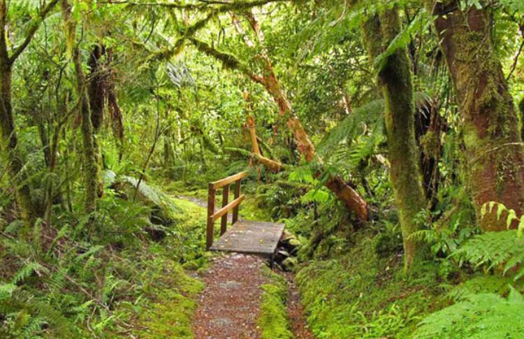 Lower Milford Track