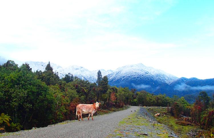 Cow on Road