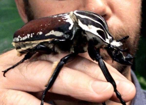 largest insect in the world