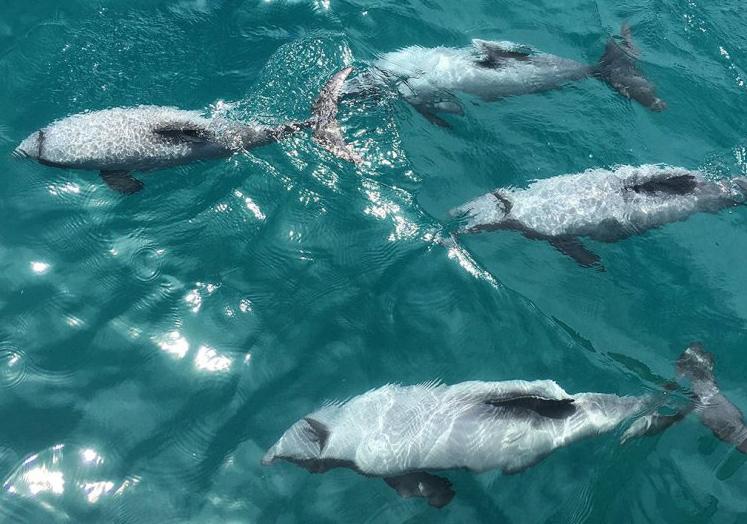 Hectors Dolphins