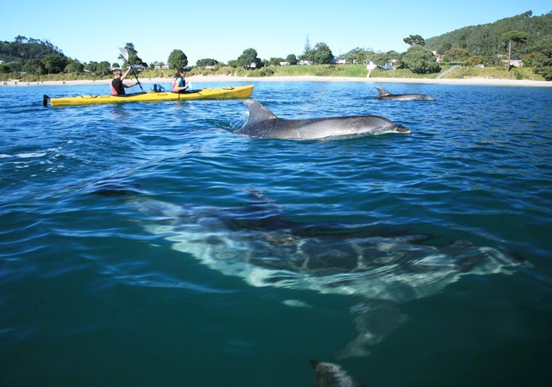 Bottle Nose Dolphin