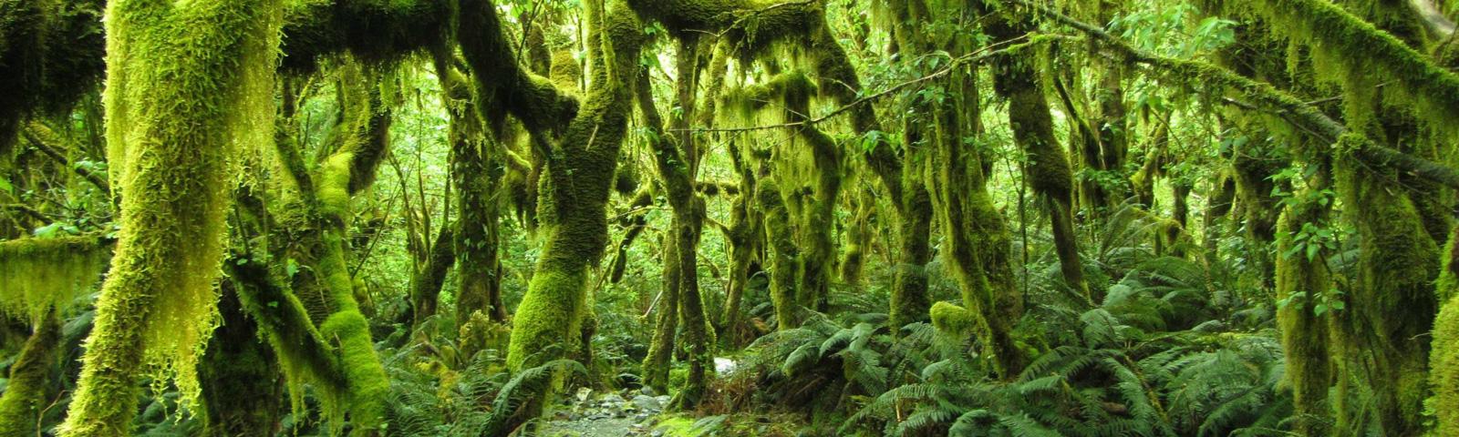 A stand of ancient tree's.