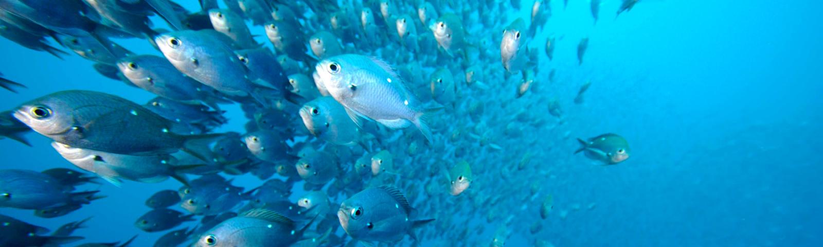 Diving in New Zealand - Fish