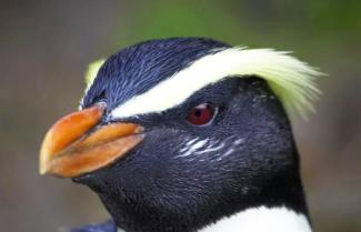 Fiordland Crested Penguin