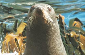 Fiordland Seal