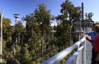 Hokitika tree walk