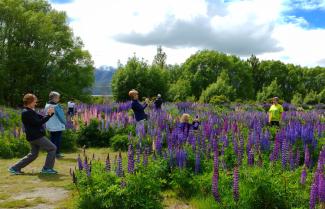 Lupins