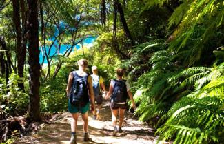 Hiking in Marlboroughd Native Bush