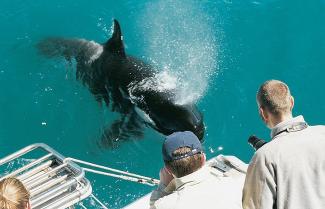 New Zealand self drive dolphin and whale tour