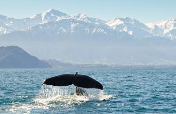 Whale Tour